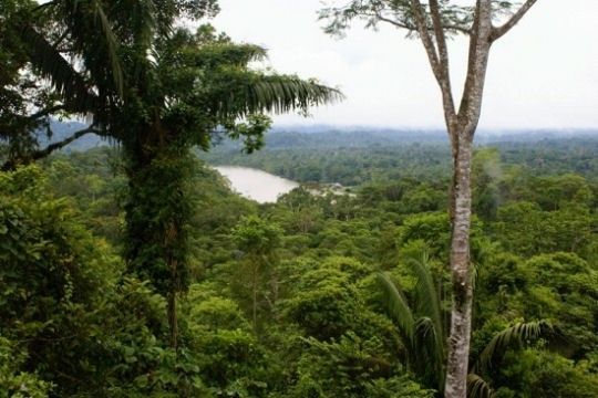 Dans la forêt tropicale d'Amazonie 