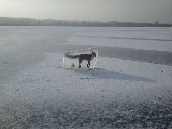 le renard (qui s’est noyé) 