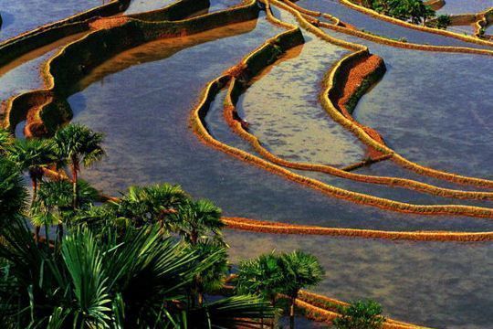 Les rizières en terrasse des Hani de Honghe en Chine