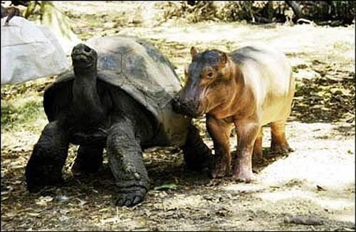 hippo et tortue