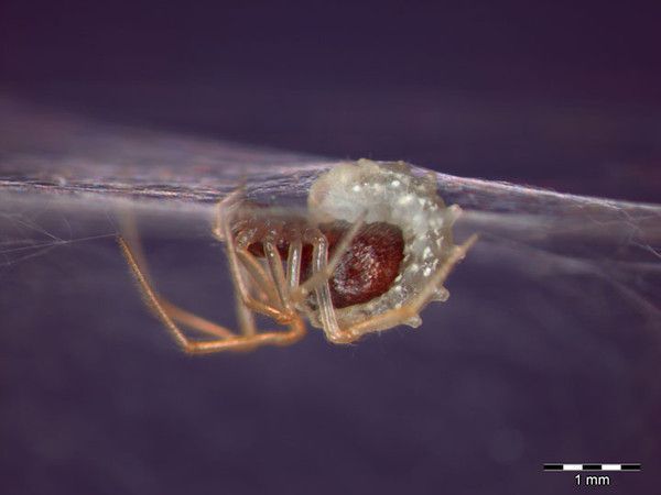 La guêpe Hymenoepimecis argyraphaga