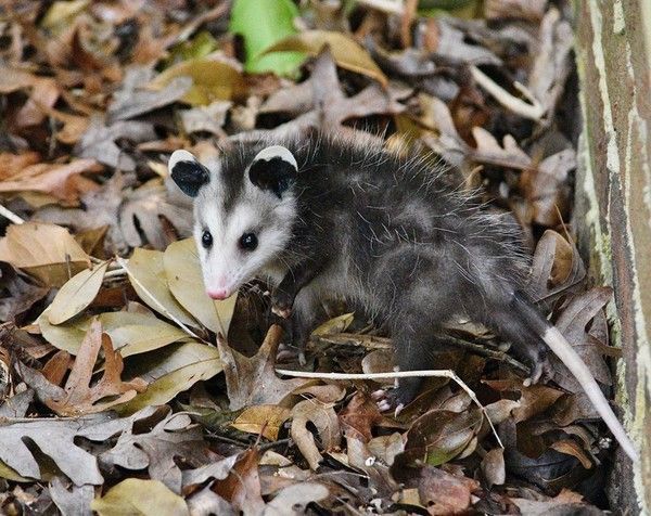 opossum 
