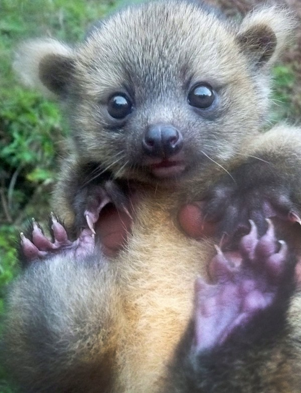 "Olinguito"