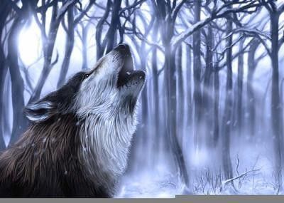 le loup