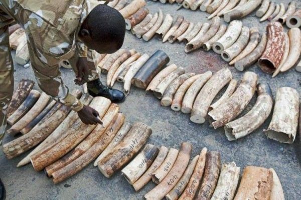 Kenya: plus de 200 défenses d'éléphants saisies à Mombasa