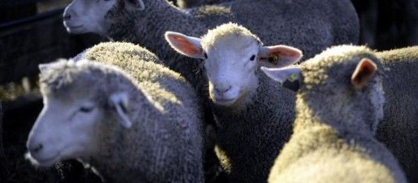 300 moutons tués