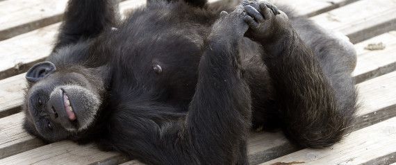 Deux chimpanzés deviennent des "personnes"