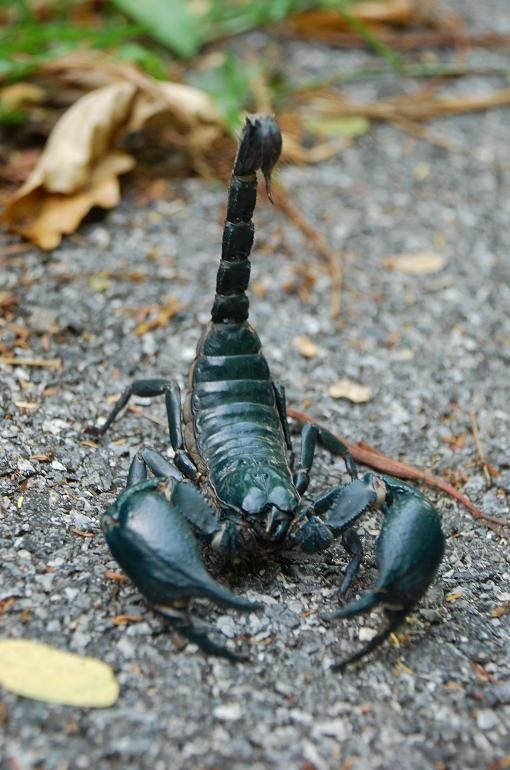 scorpion