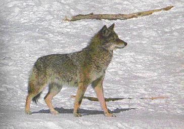 coyote