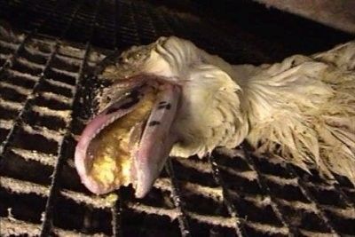 Les Oies et les Canards  massacrés pour leur foie gras 