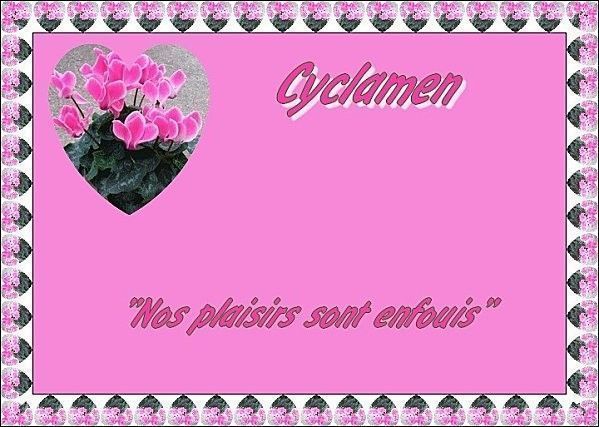 cyclamen