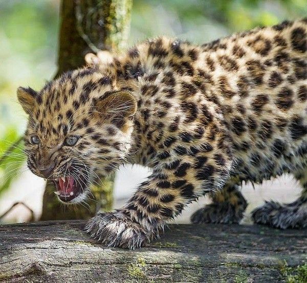 léopards 