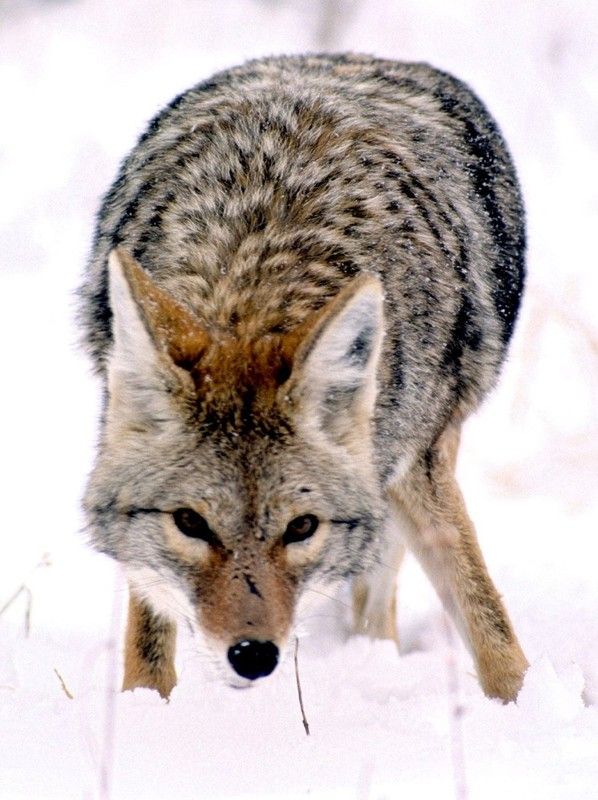 coyote