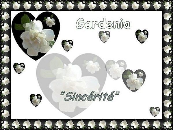 gardénia