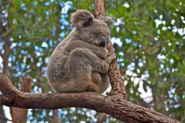 koalas 