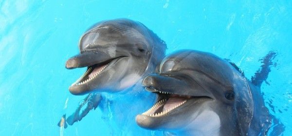 langage des dauphins 