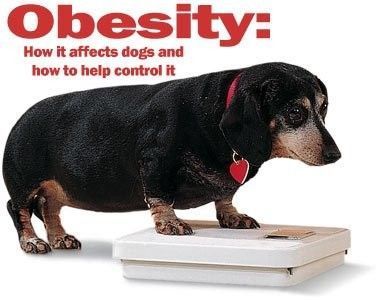 obésité