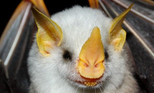 chauves-souris blanches