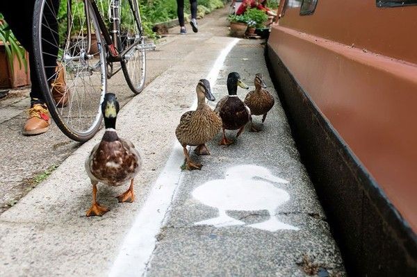 les canards ont une voie pour eux tout seuls