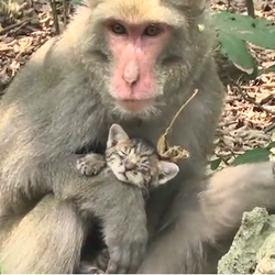 Un macaque sauve des chatons 