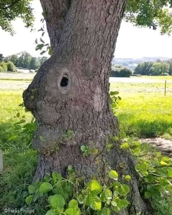 arbre 