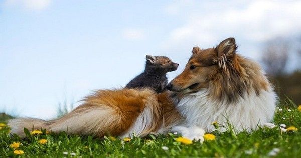 Une chienne prend soin d'un renardeau