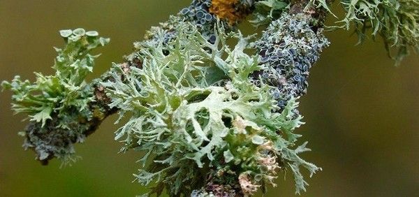 lichens 