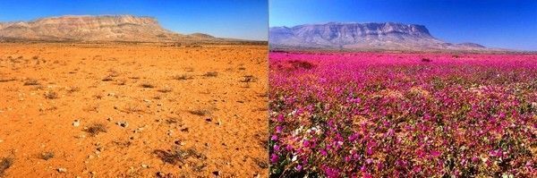 desierto florido