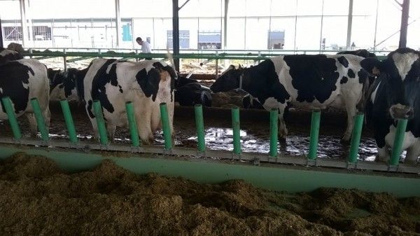 Le lait de la ferme des 1.000 vaches