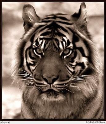 tigre