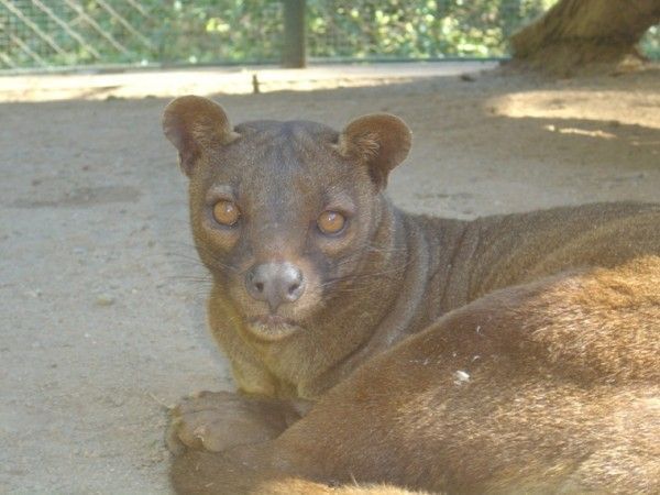 fossa