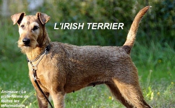 'IRISH TERRIER