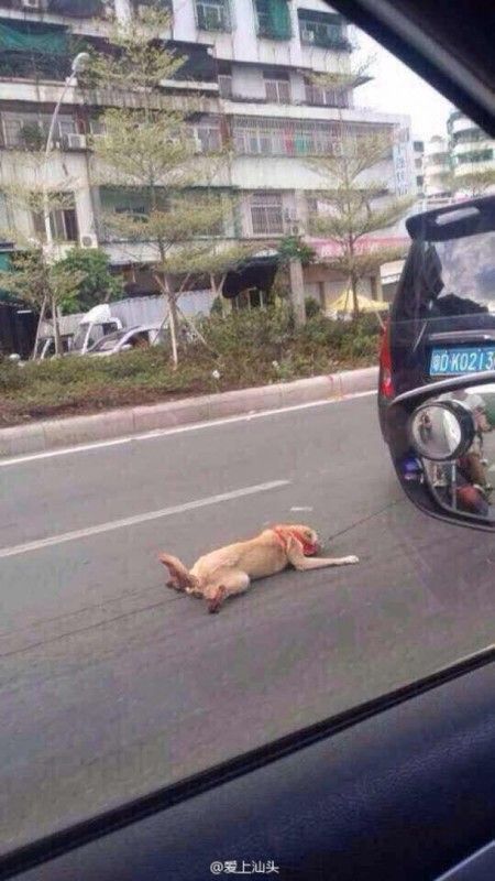 Chien tiré derrière une voiture en Chine