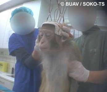 des macaques du zoo livrés à la trépanation  