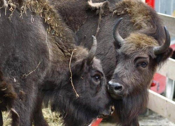 Dans les Carpates roumaines, le retour des bisons