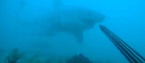 un plongeur se filme attaqué par un grand requin blanc