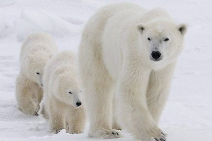 L'ours polaire rejoint la liste des espèces en péril 