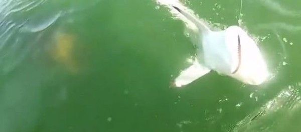 un poisson préhistorique avale un requin