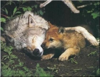 Les Loups ( animaux massacrés pour leur fourrrure)