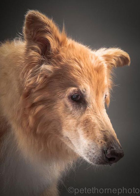 Ces magnifiques photos de chiens très âgés 