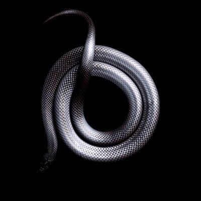serpent-roi noir du Mexique 