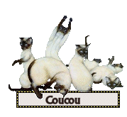 GIF  MESSAGE COUCOU